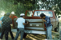 Picking and selling peas 017 thumbnail