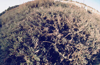 Pt. Mugu Wetlands thumbnail