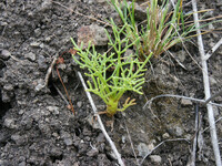 Coreopsis gigantea thumbnail