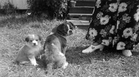 Two dogs thumbnail