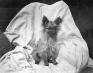 Chihuahua thumbnail