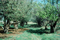Gallegos farm, Orchards and landscapes 026 thumbnail