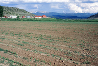Crops growing in San Luis Valley 010 thumbnail
