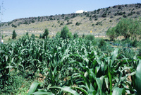 Gallegos farm, Irrigation and crops 011 thumbnail