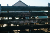 Gallegos farm, Orchards and landscapes 001 thumbnail