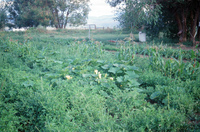 Kaber farm, Crops in the field 027 thumbnail