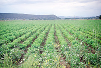 Kaber farm, Field crops 015 thumbnail