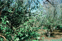 San Luis Valley orchards 009 thumbnail