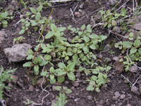 Collinsia heterophylla thumbnail