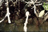 Mangrove root community thumbnail