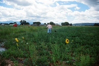 Kaber farm, Compuerta irrigation 015 thumbnail