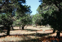 Torres ranch animals 016 thumbnail