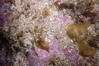 Juvenile Laminarians ~35' thumbnail