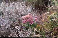 Acourtia microcephala thumbnail