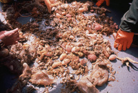 Benthic Trawl thumbnail