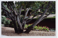 Gerber House and Garden - Family Home of Rudolf W. Gerber, M.D. and wife Catherine Gerber thumbnail