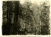 Forest, pine trees thumbnail