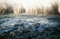 Landscapes and cattle 024 thumbnail