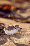 Charadrius alexandrinus thumbnail