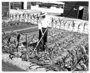 Gardening. thumbnail