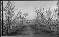 Santa Clara Valley orchard from Humes Ranch thumbnail