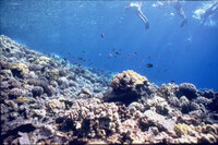 Molokini, Maui, Hawaii Marine Preserve thumbnail