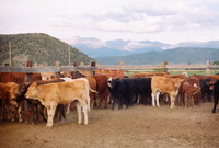 Gallegos farm, Horses and Cattle 019 thumbnail