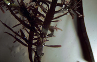 Hypnea experiments thumbnail