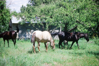 Torres ranch, Landscapes 023 thumbnail