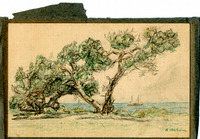 Pine trees, Seventeen Mile Drive, California thumbnail