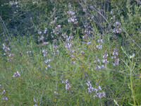 Salvia columbariae thumbnail