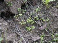 Dudleya blochmaniae thumbnail