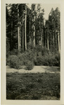 Goddard, Kathleen and unidentified, c. 1928 .Trees thumbnail