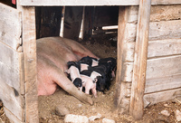 Kaber farm, Pigs 023 thumbnail