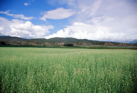 Kaber farm, Field crops 010 thumbnail