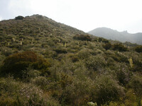 Yucca whipplei thumbnail