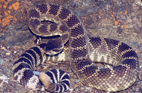 Crotalus oreganus, Crotalus viridis oreganus thumbnail