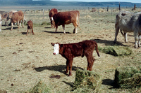 Maistas farm, Ditch and cattle 011 thumbnail