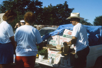 Picking and selling peas 026 thumbnail