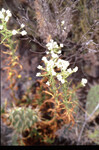 Gnaphalium californicum thumbnail