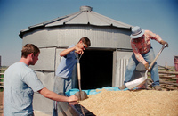 Kaber farm, Grain harvest 015 thumbnail