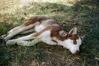 Kaber farm, Making chicos 050 thumbnail