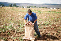 Kaber farm, Potato harvest 017 thumbnail