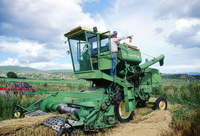 Kaber farm, Threshing winter wheat 015 thumbnail