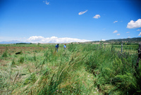 Kaber farm, Weed whacking 004 thumbnail