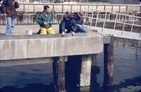 Ed Salinas and others getting ready to retrieve larval assay bags from creosote and concrete pilings thumbnail