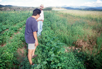 Kaber farm, Crops in the field 014 thumbnail
