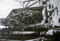 Beet Wagon Loading onto Freight Car thumbnail