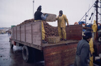 Loading urchins into a truck in Punta Arenas, Chile, near Antarctica thumbnail