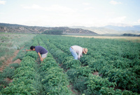 Kaber farm, Crops in the field 006 thumbnail